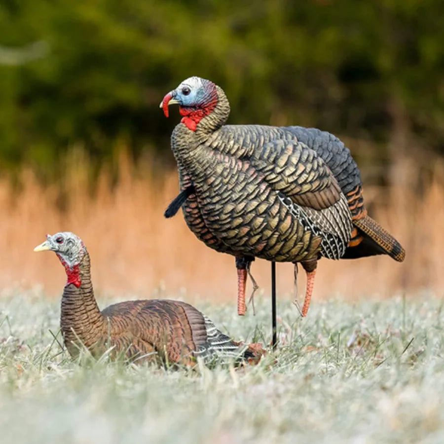 Turkey Decoy Jake HDR Realistic Quarter Strut with Removable Heads