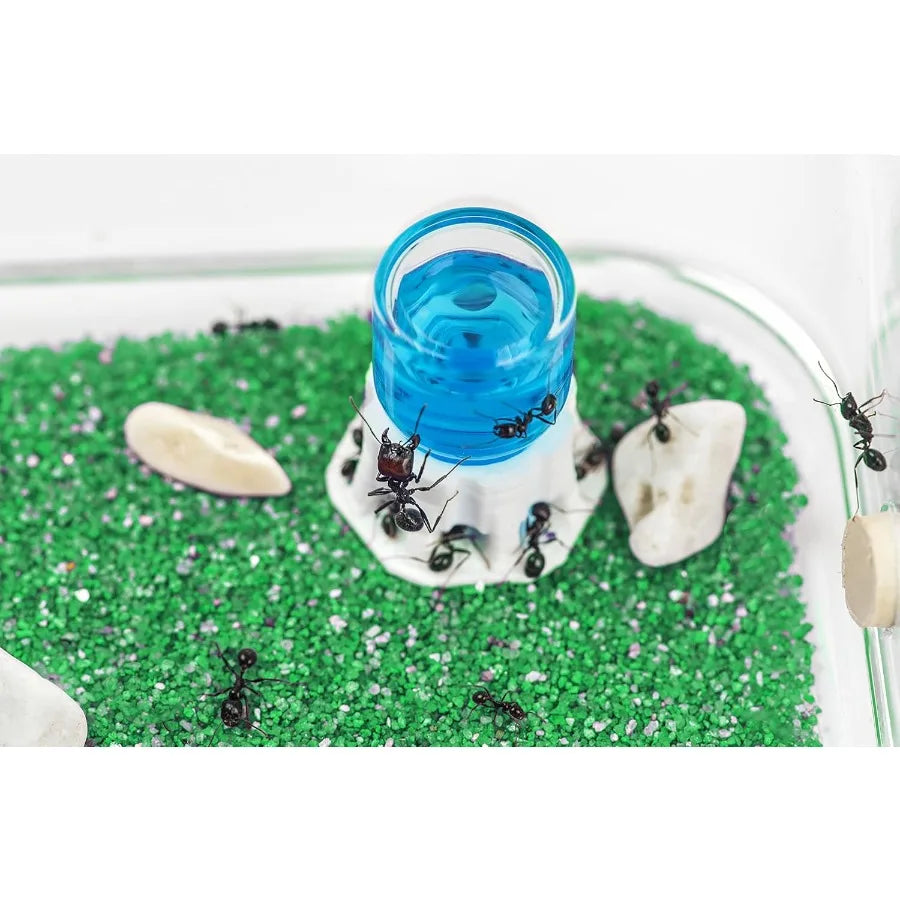 Educational Natural Sand Ant Farm Acrylic Kit for Indoor Exploration